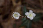 Pipsissewa <BR>Spotted wintergreen